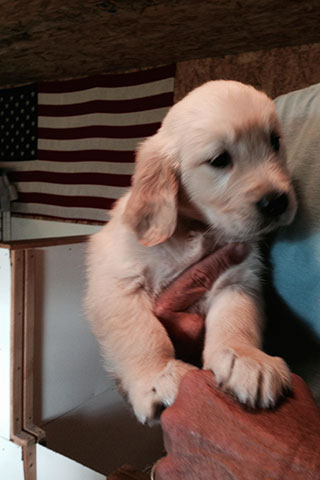 puppy being held