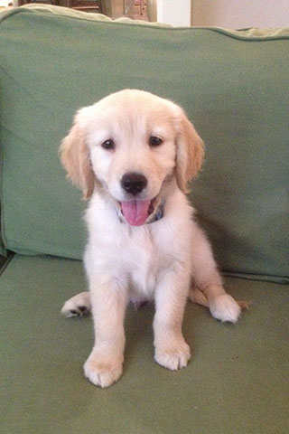 August, the pup sitting on the couch