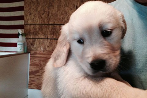 puppy looking away while being held