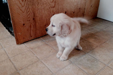 puppy on the floor