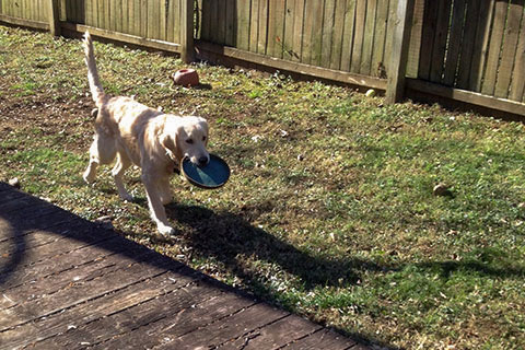 August, the Golden Retriever pup retrieving a disk