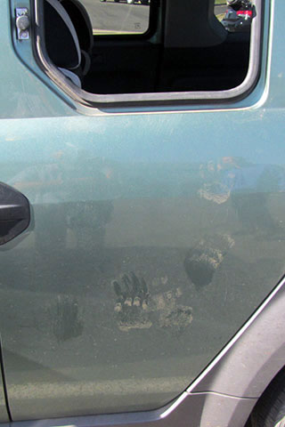 bear prints on our Honda Element