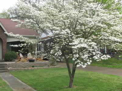 dogwood tree