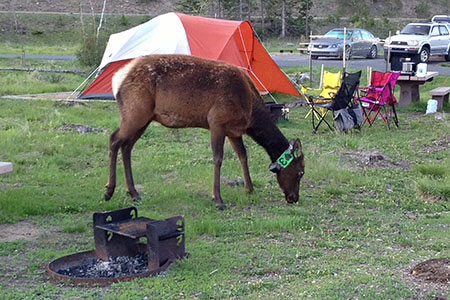 elk with a colar. The elk is tagged number 3