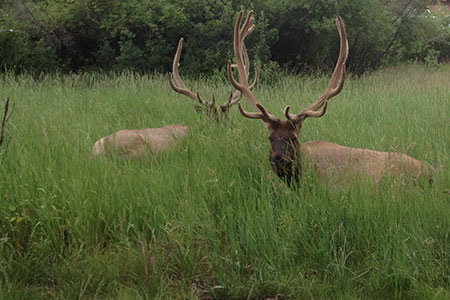 two large bull elk