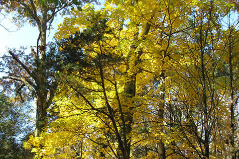 Fall foliage