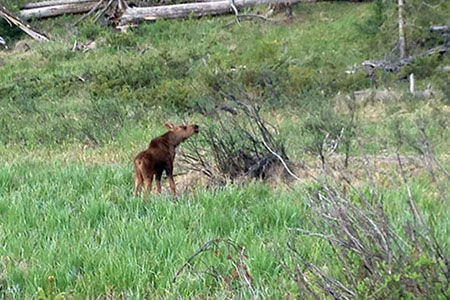 young moose eating from a brush