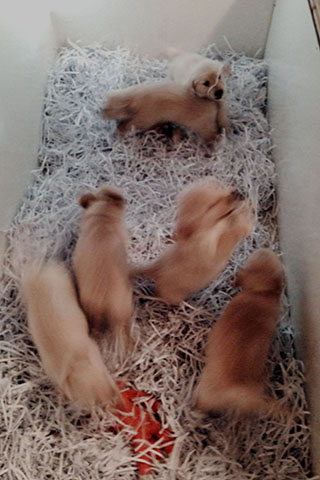 puppies at the kennel in a pen