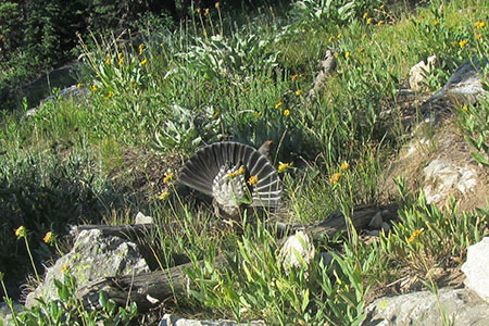 Fluffed sage grouse