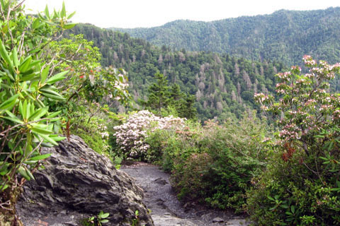 Smokies Lookout