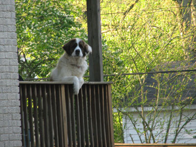 stella the St Bernard