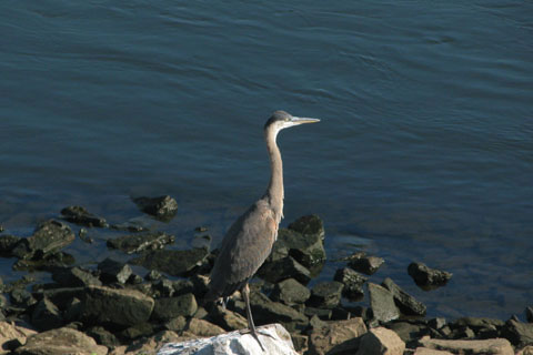 Tennessee River