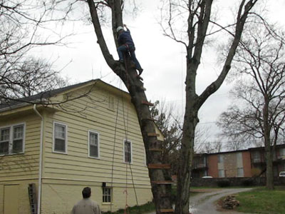 high in the tree with a chainsaw