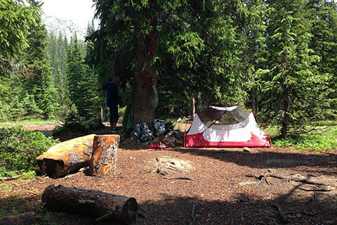 Hubba Hubba set under trees and among logs