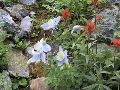 Alpine Flowers