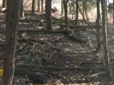 litter on the bank