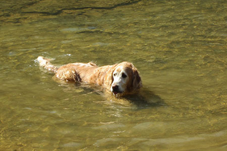 Jake swimming