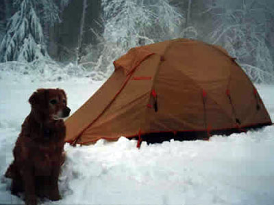 dog in snow