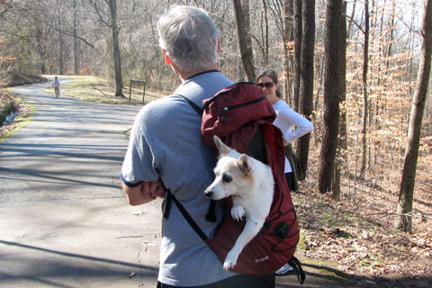 dog in a pack