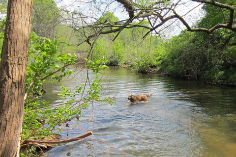 Jake in the little Harpeth