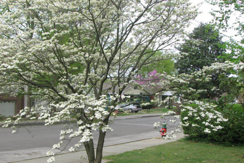 dogwood and redbud blossums