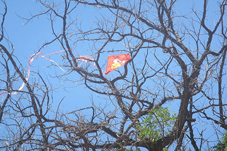 Angry Bird in a tree