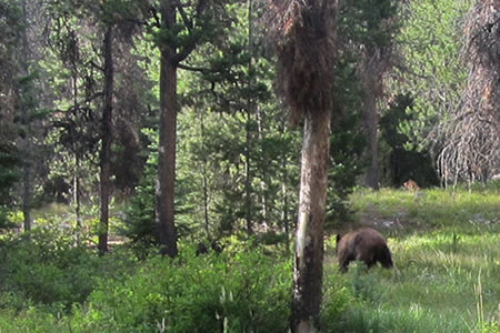 Black bear in the Tetons