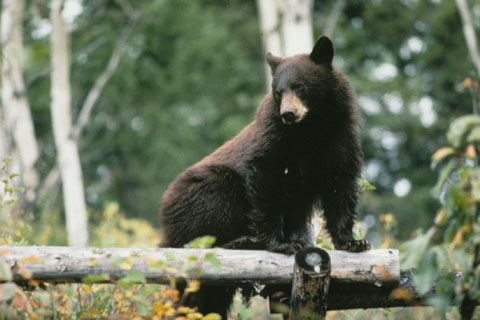 Black Bear