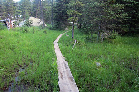 planks crossing the lush green grass of the marsh