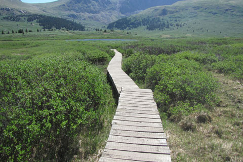 Boardwalk through the willows