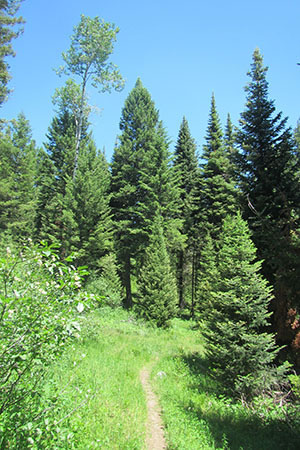 small path through the forest of the Boulder Ridge