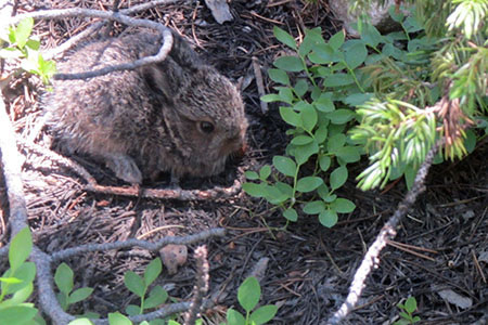 small bunny