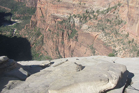 Chipmunk on Angels Landing