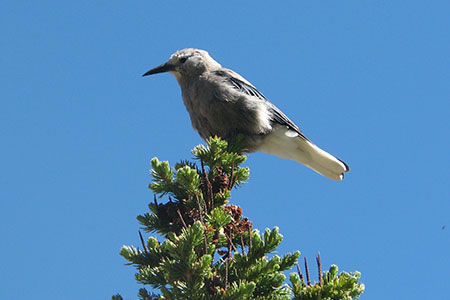 Clarks Nutcracker