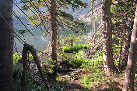 Deer grazing in the tall grass near The Loch