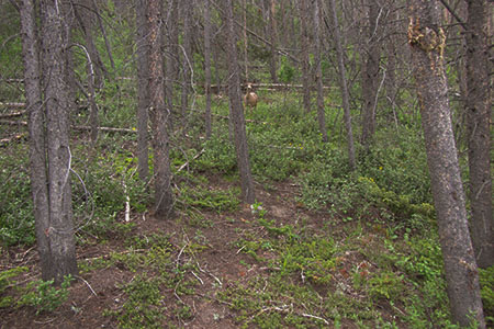 Deer stopped in the woods, looking at us