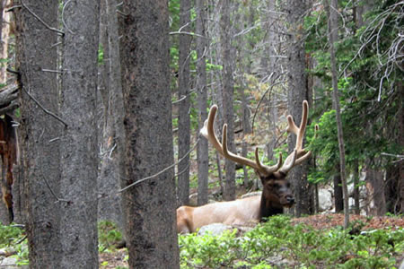 elk just off the trail