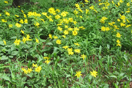 flowes along the trail