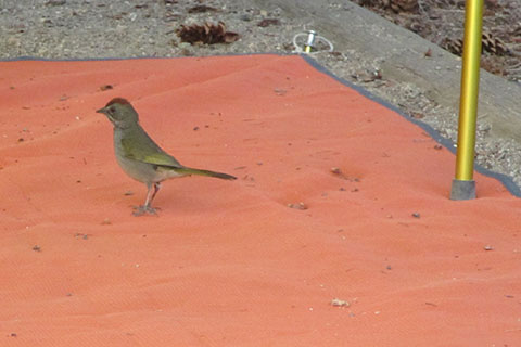 Green Tailed Towhee