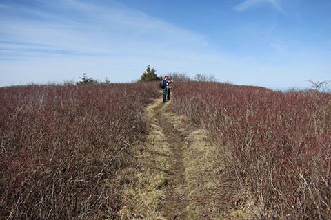 Near Gregory Bald summit