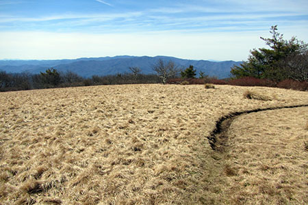 Gregory Bald summit fields