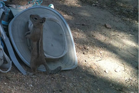 Gold mantled ground squirrel