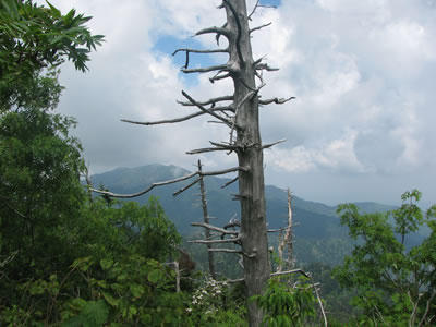 Mount Kephard View