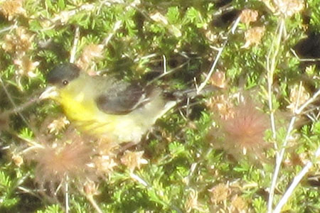 Lesser Goldfinch