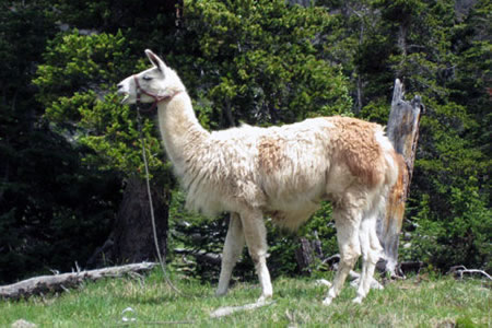 Llamas tethered at Lawn Lake