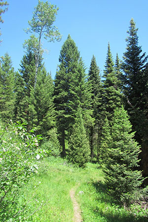 beautiful path through the grasses and trees on the Bould Ridge Trail