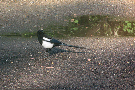 Magpie