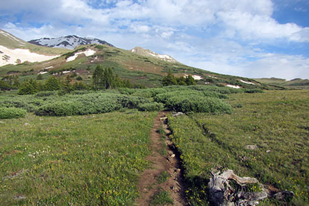 trail leading to the willows