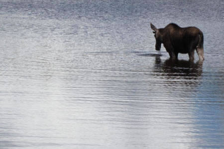 moose at Sprague Lake