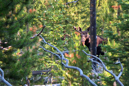 Moose on the Finch Lake Trail